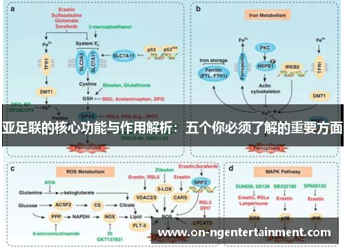 亚足联的核心功能与作用解析：五个你必须了解的重要方面